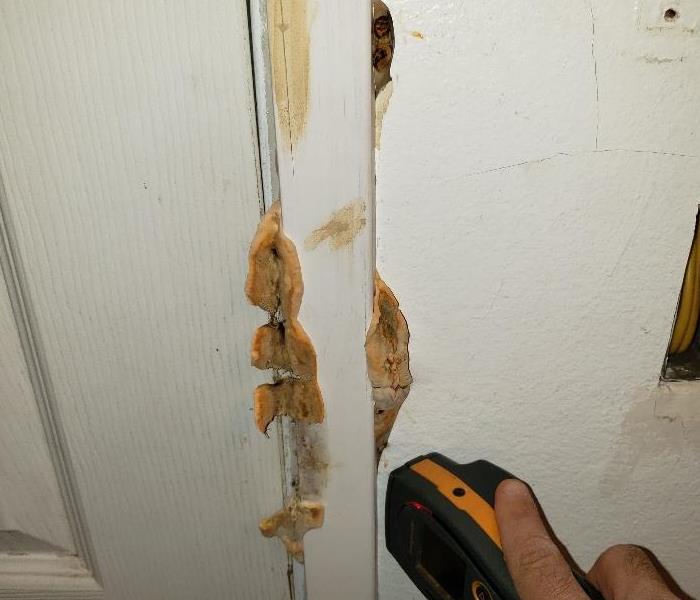 brown Mold mushrooms coming out of the walls.